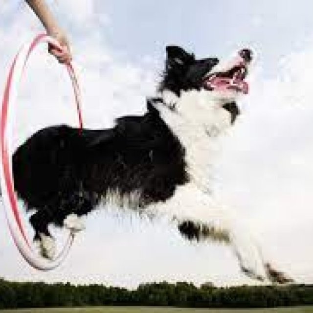 boulder dog trainer at iBusiness Directory USA