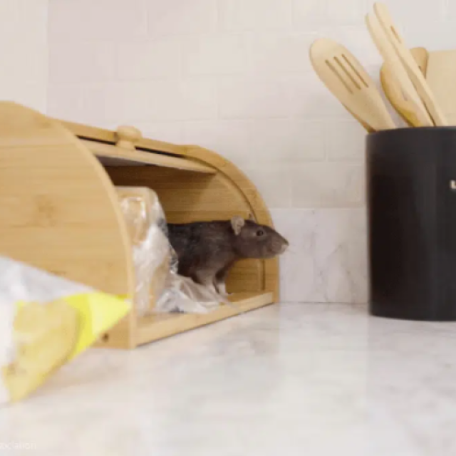 Pest Management Systems, Inc.