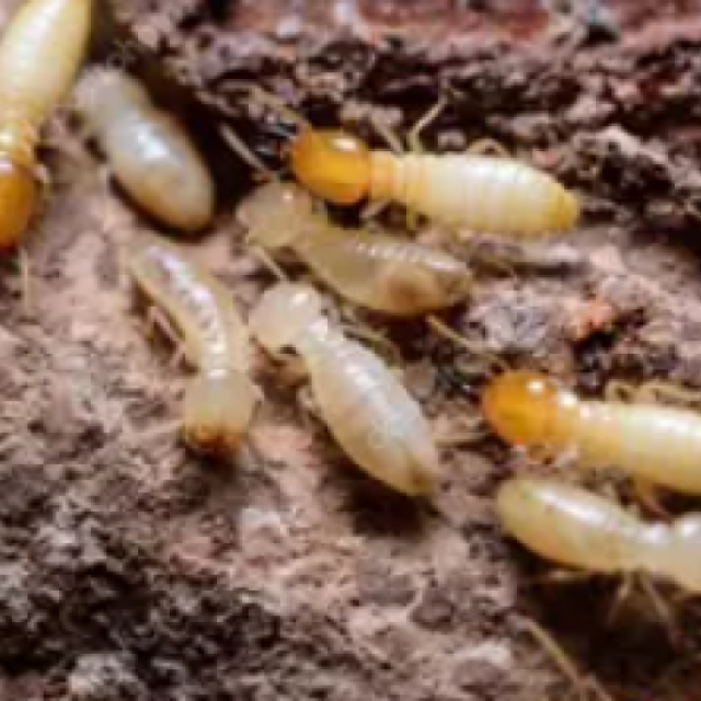 Pest Management Systems, Inc.
