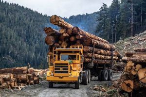 Forestry & Logging