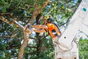Tree Services