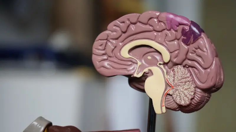 Unlocking the Brain‑Body Connection: VR Therapy and the Gut Microbiome for Modern Wellness