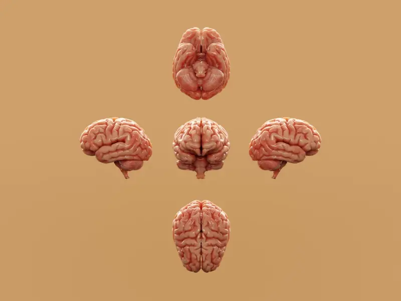 Neuro‑Nutrition: How Brain‑Targeted Foods Can Boost Mood and Focus