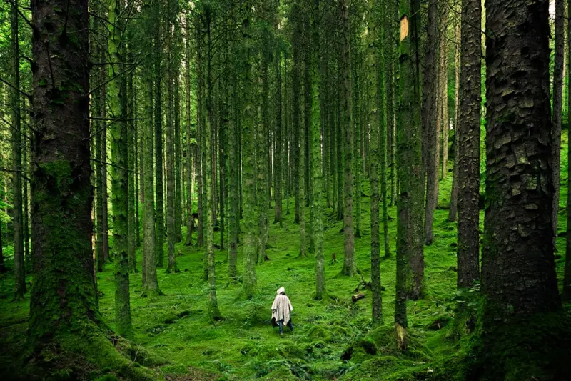 The Healing Power of Forest Bathing: A Simple Path to Better Health The Healing Power of Forest Bathing: A Simple Path to Better Health