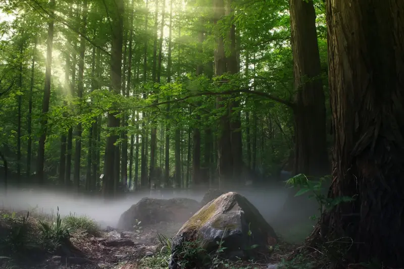 Why Forest Bathing Is the Hidden Health Booster You Need