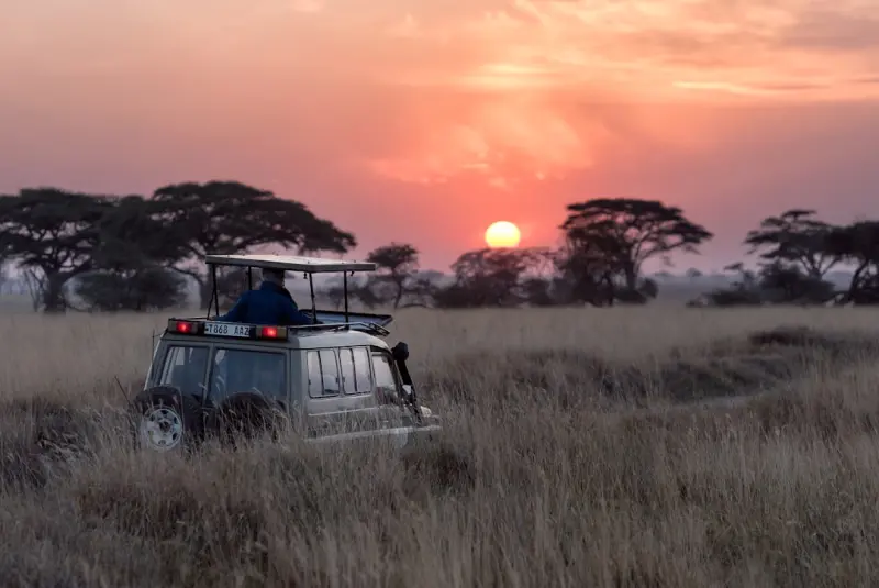Sensory Safari: How Travel Fuels Creative Breakthroughs