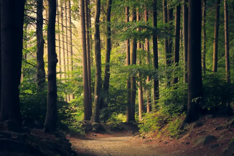 Why Forest Bathing Is the Missing Piece in Your Health Toolkit
