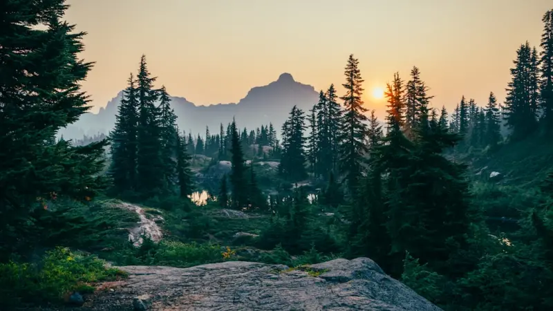 Nature Soundscapes: The Quiet Productivity Boost for Remote Professionals