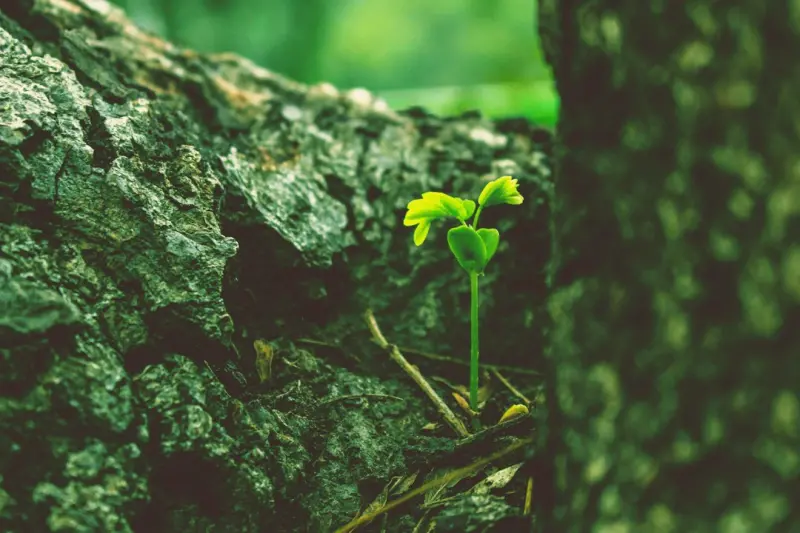 Sustainable Marketing: The New Growth Engine