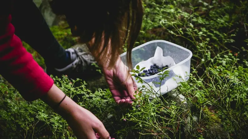 Bring the Outdoors In: Biophilic Hacks to Boost Your Home’s Energy and Mood