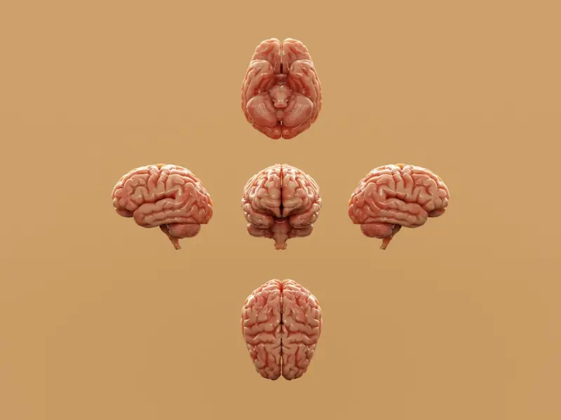 Why Your Brain Craves a Real‑World Pause (And How to Give It)