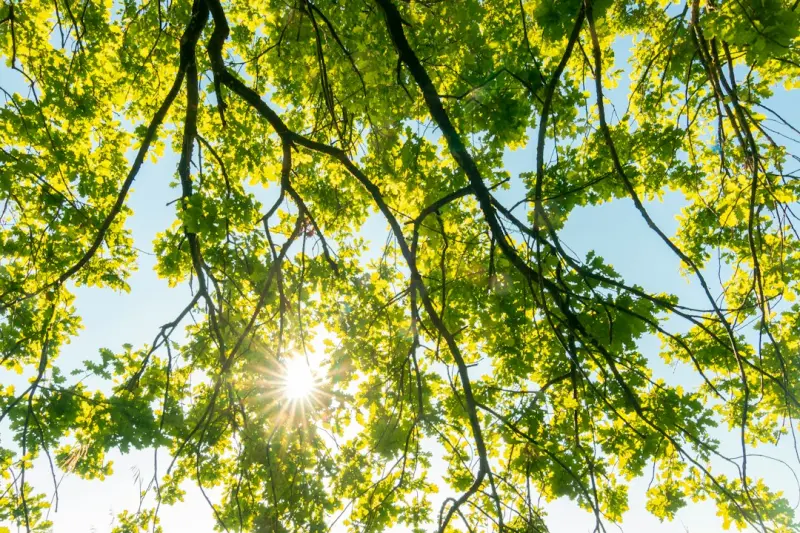 Harnessing Natural Light for Health and Productivity Harnessing Natural Light for Health and Productivity