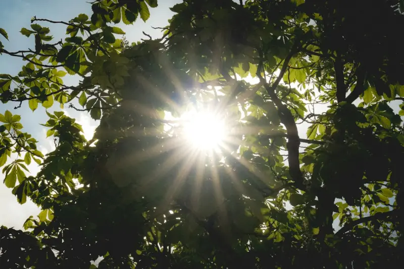 Let the Sun In: Harnessing Daylight to Supercharge Office Well‑Being
