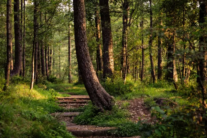 Embracing Forest Bathing: A Modern Path to Natural Healing