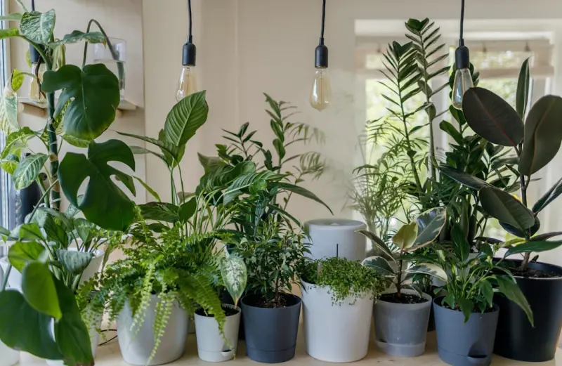 Low‑Maintenance Indoor Plants: A Busy Professional’s Guide to a Healthier Home