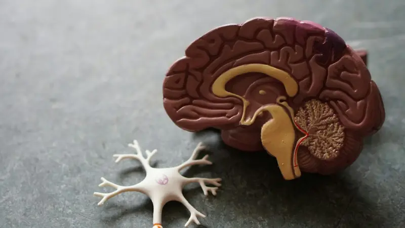 Unlocking Peak Brain Performance: The Science of Nutrient Timing for Knowledge Workers