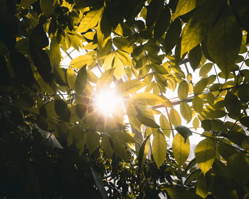Let the Sunshine In: Light Hacks to Energize Every Room Let the Sunshine In: Light Hacks to Energize Every Room