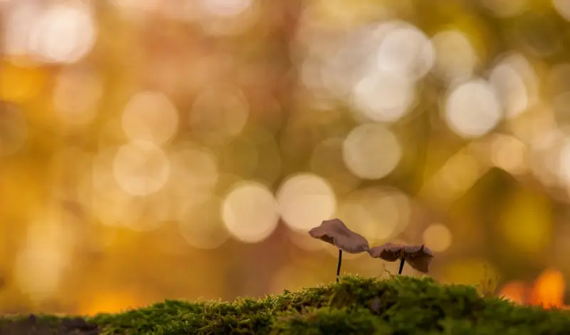 Micro‑Nature Breaks: How Tiny Outdoor Moments Transform Office Health